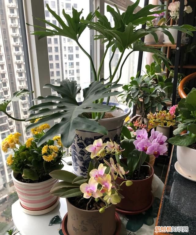 小苍兰修剪方法 小苍兰修剪方法介绍