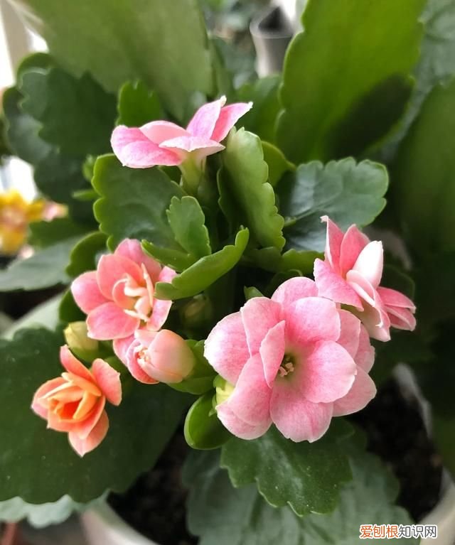 小苍兰修剪方法 小苍兰修剪方法介绍