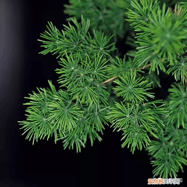 松木家具 松木在哪里