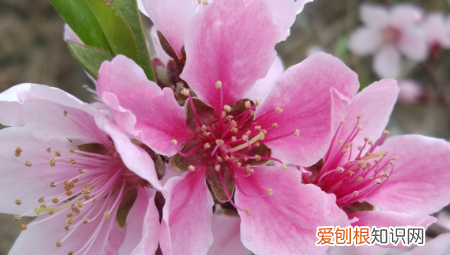 桃花杏花梨花的开花顺序是啥 桃花杏花梨花什么时候开花