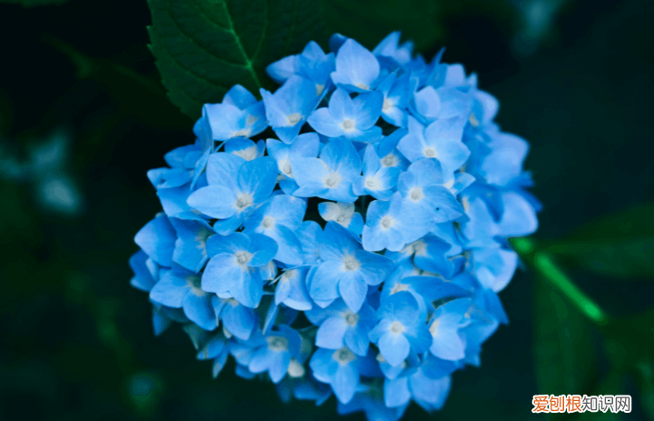 家里为什么不能养绣球花 绣球花为什么不吉利