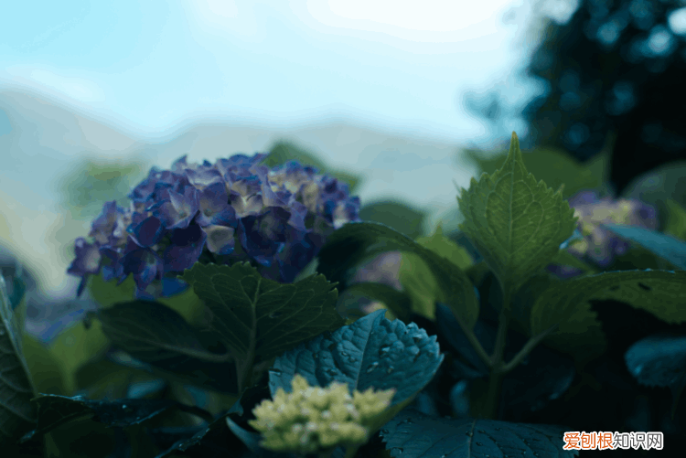 家里为什么不能养绣球花 绣球花为什么不吉利