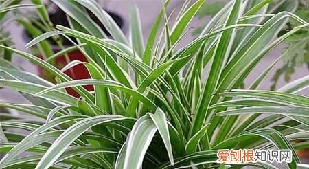 大叶吊兰的栽培方法 大叶吊兰的栽培方法是怎样的