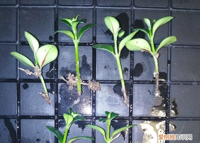 金鱼吊兰摘心的方法 金鱼吊兰怎样摘心