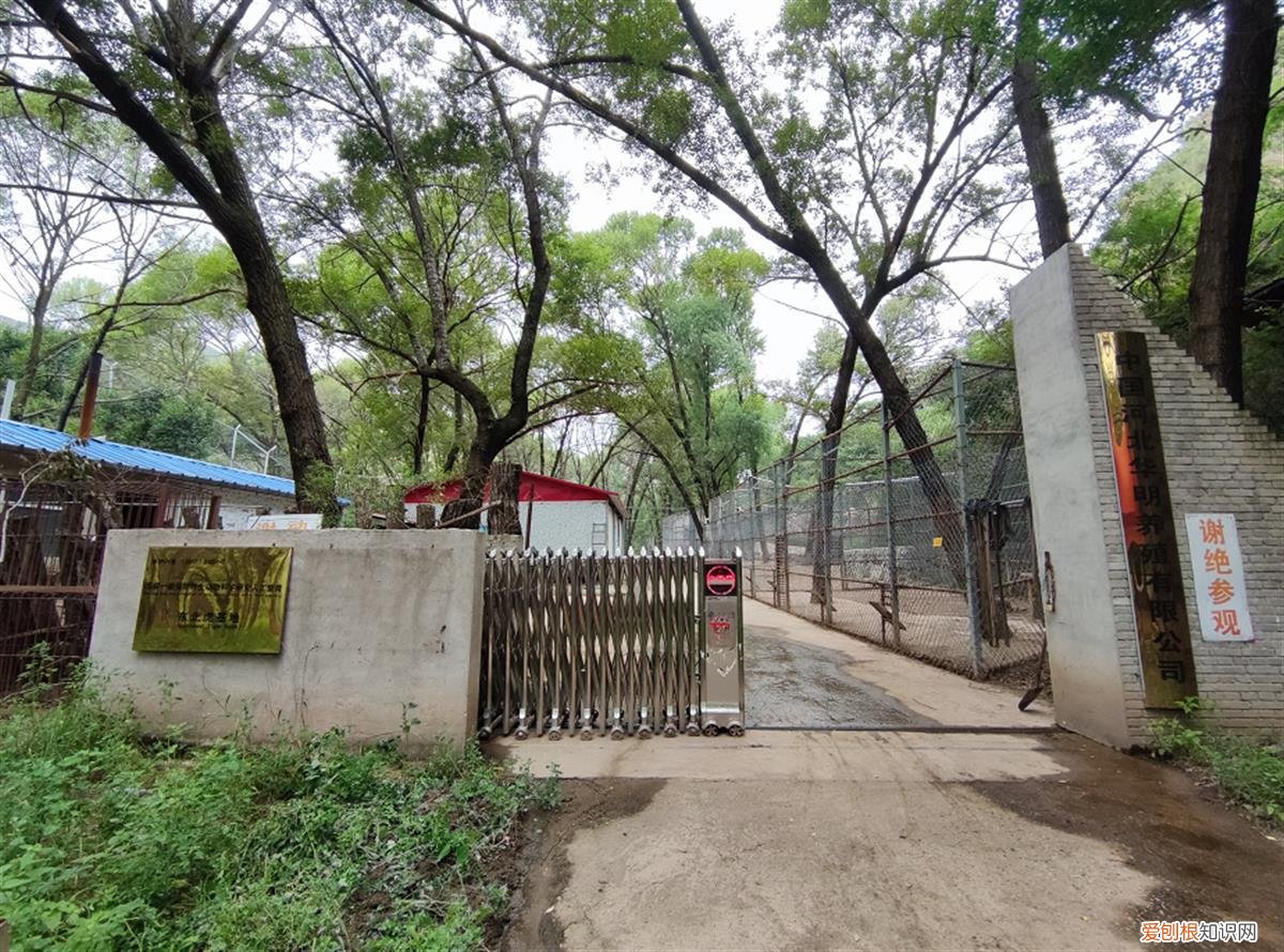 近百只老虎狮子一天要吃千斤肉，大爷养不起了！当地：正积极想办法