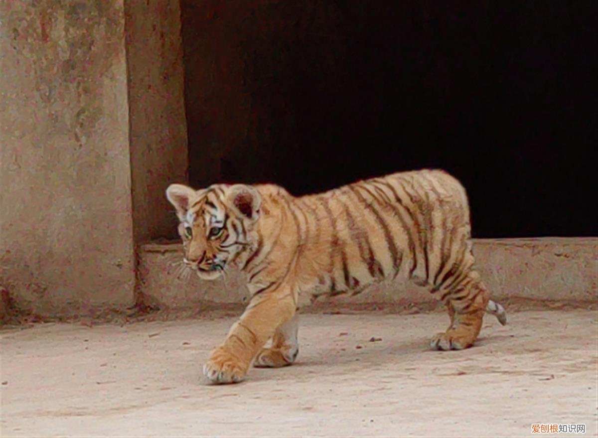 近百只老虎狮子一天要吃千斤肉，大爷养不起了！当地：正积极想办法