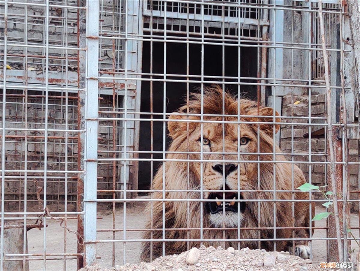 近百只老虎狮子一天要吃千斤肉，大爷养不起了！当地：正积极想办法
