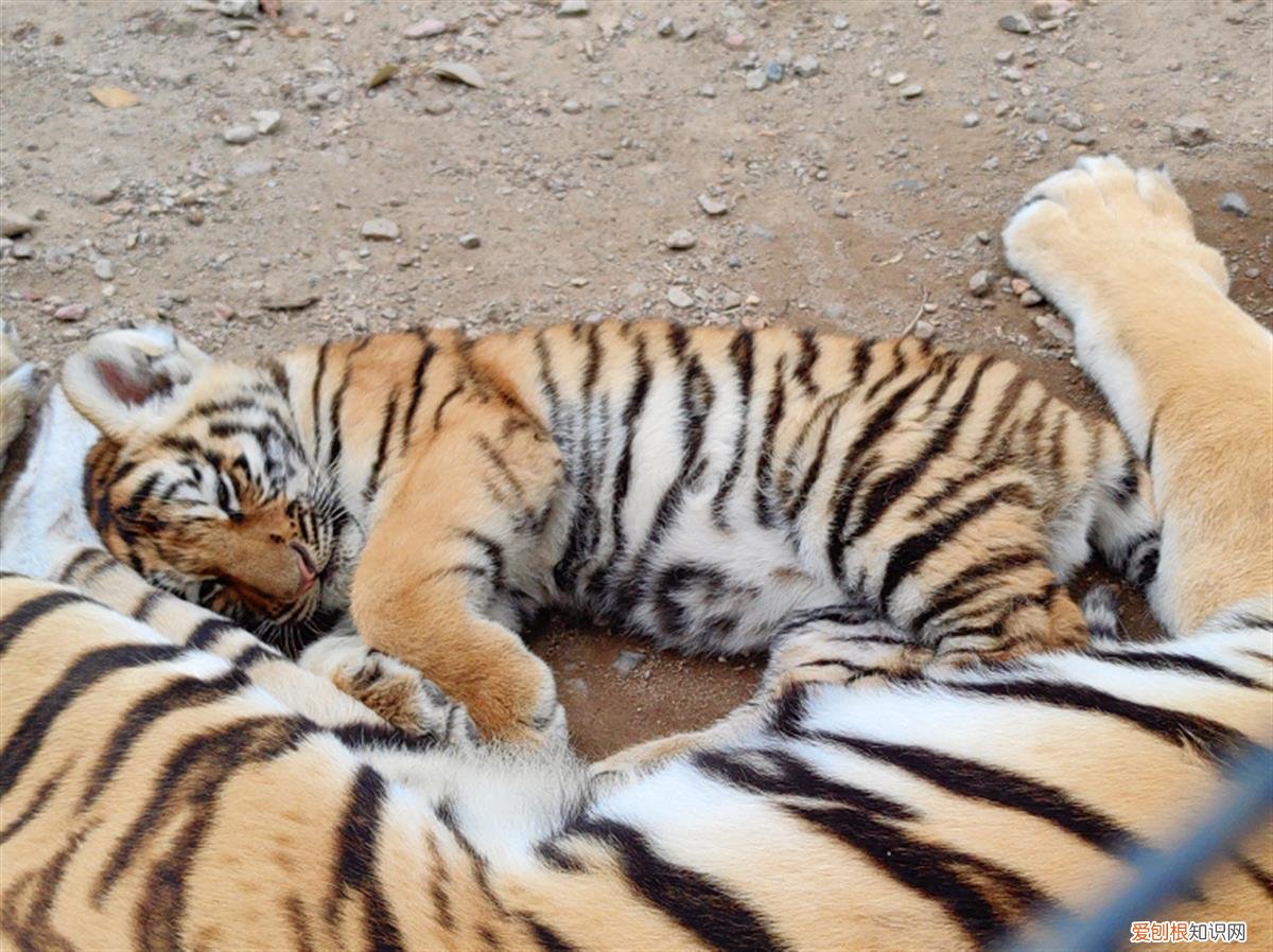 近百只老虎狮子一天要吃千斤肉，大爷养不起了！当地：正积极想办法
