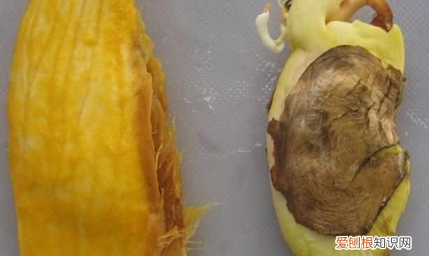 芒果核的营养价值 芒果核的营养成分有哪些