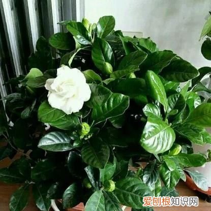 达摩栀子什么时候开花，栀子什么时候开花 栀子啥时候开花