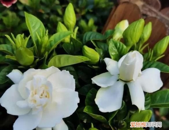 达摩栀子什么时候开花，栀子什么时候开花 栀子啥时候开花