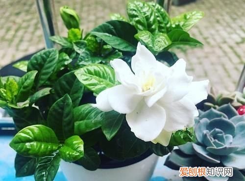 达摩栀子什么时候开花，栀子什么时候开花 栀子啥时候开花