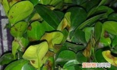 榕树被冻黑了叶子怎么办 榕树叶子被冻黑了的解决方法