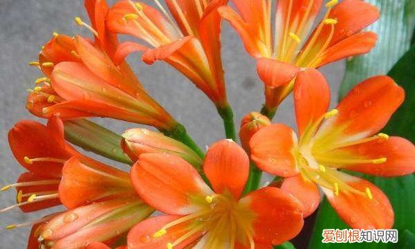 君子兰播种方法 怎样播种君子兰