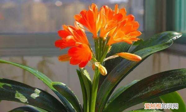 君子兰播种方法 怎样播种君子兰