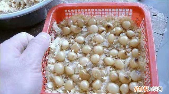 君子兰播种方法 怎样播种君子兰