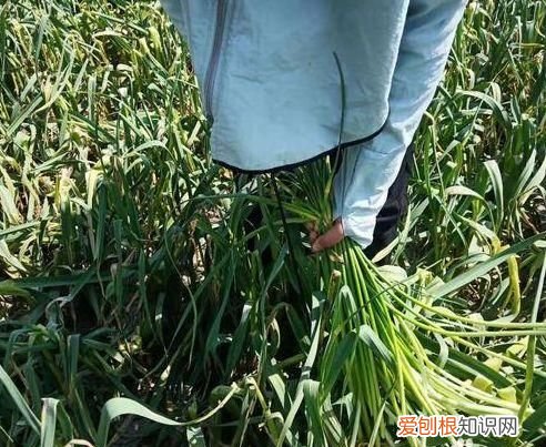 蒜苔怎样抽才能又快又长，抽蒜薹怎样不伤蒜 抽蒜薹如何不伤蒜