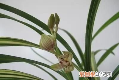 核桃仁的水浇君子兰可以，核桃壳可以做花肥料 核桃壳能做花肥料