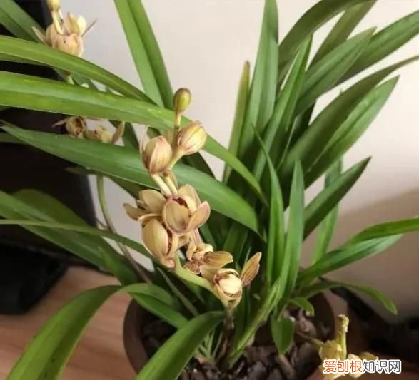 核桃仁的水浇君子兰可以，核桃壳可以做花肥料 核桃壳能做花肥料