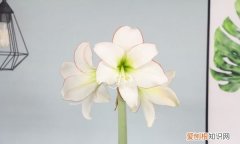 朱顶红不开花什么原因 朱顶红不开花何种原因