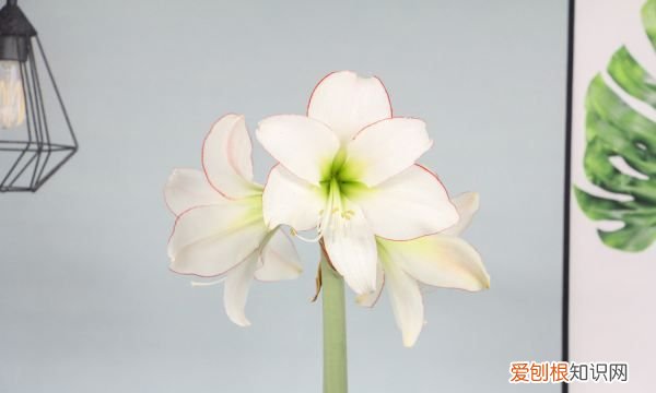 朱顶红不开花什么原因 朱顶红不开花何种原因