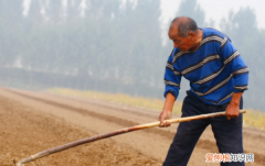 鞍山地区种玉米时间，谷雨可以种玉米 谷雨种玉米可以