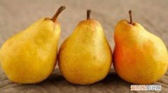 怀孕初期可以吃梨，怀孕可以吃梨 怀孕能不能吃梨