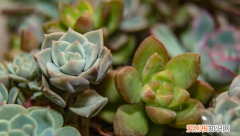 多肉植物的寿命有多长，多肉植物介绍 多肉植物的简单介绍
