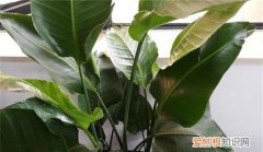 天堂鸟叶子焦边的原因是什么 天堂鸟叶子焦边的原因分析