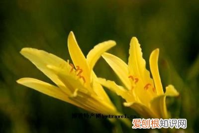 山西最具代表性的东西 山西丰富物产是什么