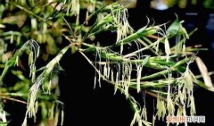 竹子为什么不开花，竹子为什么会开花 竹子为何会开花