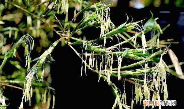 竹子为什么不开花，竹子为什么会开花 竹子为何会开花