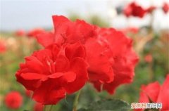 玫瑰什么季节开花 玫瑰哪个季节开花