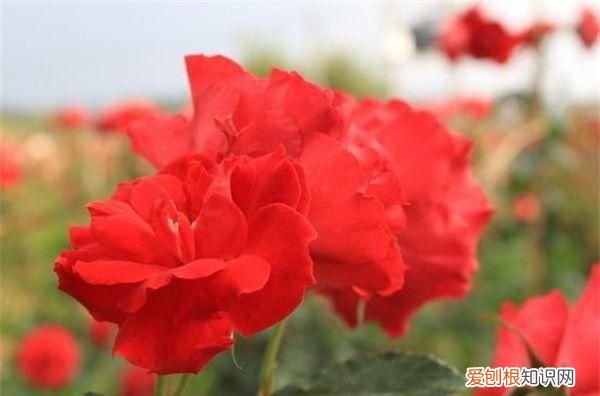 玫瑰什么季节开花 玫瑰哪个季节开花