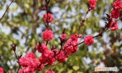 红梅盆景什么时候开花，红梅什么时候开花 红梅开花的时间