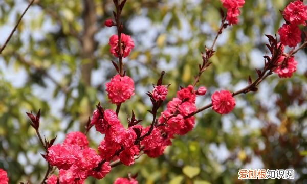 红梅盆景什么时候开花，红梅什么时候开花 红梅开花的时间