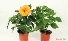 桑叶牡丹花起油汗怎么办，桑叶牡丹花怎么养 桑叶牡丹花如何养