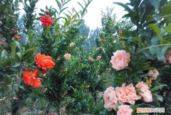 石榴树为什么一年四季都开花，石榴什么季节开花 石榴几月份开花