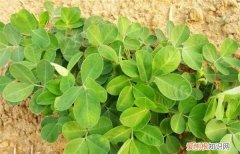花生属于什么类呢，花生属于哪科植物 花生属于哪科植物介绍