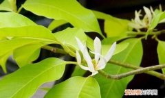 小白兰花树苗怎么养，白兰栽培方法 白兰栽培方法介绍
