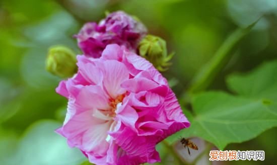 芙蓉花是什么时候开的，芙蓉什么时候开花的 芙蓉哪个时候开花的