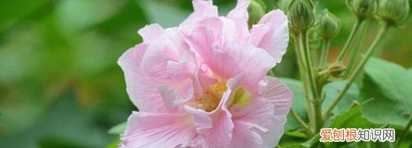 芙蓉花是什么时候开的，芙蓉什么时候开花的 芙蓉哪个时候开花的