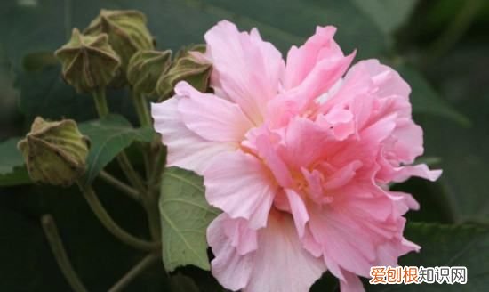 芙蓉花是什么时候开的，芙蓉什么时候开花的 芙蓉哪个时候开花的