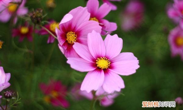 波斯菊怎么水养，波斯菊什么时候开花 波斯菊哪个时候开花