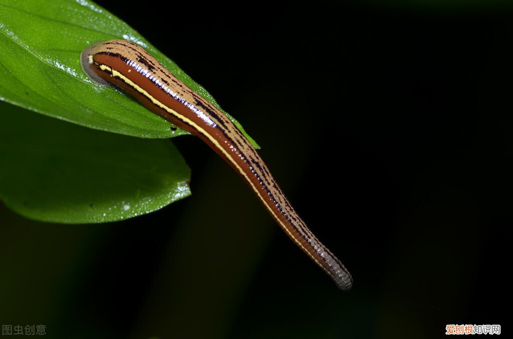 蚂蝗进入体内会怎么样？它在人的肚子里还可以活吗？