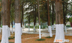树为什么要涂一层白色，公路上的树常涂有白色的一层是什么原因