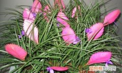 铁兰花的养殖方法和花语 铁兰花如何养殖