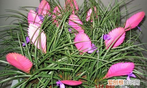 铁兰花的养殖方法和花语 铁兰花如何养殖