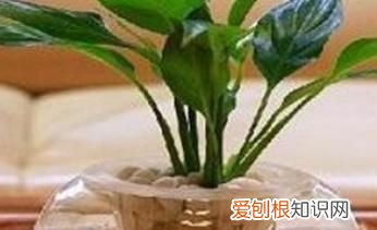 花卉白掌的养殖方法 花卉白掌的养护方法