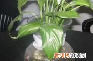 花卉白掌的养殖方法 花卉白掌的养护方法